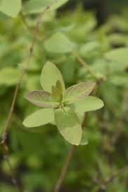 Attēlu rezultāti vaicājumam “Lonicera caerulea var. pallasii leaf”