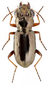 Attēlu rezultāti vaicājumam “Notiophilus germinyi”