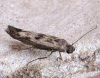Attēlu rezultāti vaicājumam “Scythris limbella”