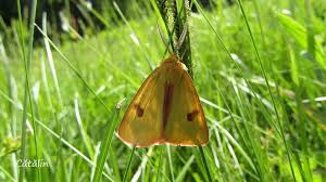 Attēlu rezultāti vaicājumam “Diacrisia sannio”