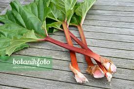 Attēlu rezultāti vaicājumam “Rheum rhabarbarum fruit”