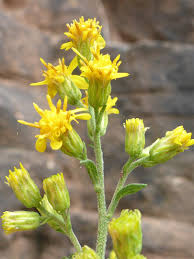 Attēlu rezultāti vaicājumam “Solidago virgaurea flower”