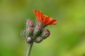 Attēlu rezultāti vaicājumam “Pilosella aurantiaca flower”