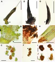 Attēlu rezultāti vaicājumam “Grimmia muehlenbeckii”