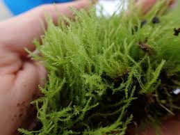 Attēlu rezultāti vaicājumam “Pohlia”