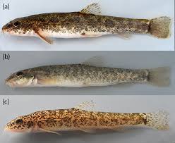 Attēlu rezultāti vaicājumam “Barbatula barbatula”