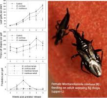 Attēlu rezultāti vaicājumam “Aphis confusa”