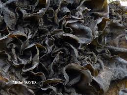 Attēlu rezultāti vaicājumam “Collema flaccidum”