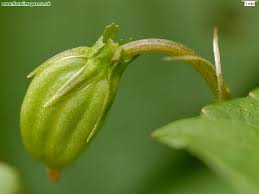 Attēlu rezultāti vaicājumam “Viola rupestris flower”