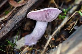 Attēlu rezultāti vaicājumam “Collybia sp.”