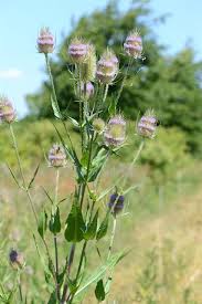 Attēlu rezultāti vaicājumam “Dipsacus fullonum”