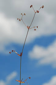 Attēlu rezultāti vaicājumam “Galium elongatum”