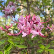 Attēlu rezultāti vaicājumam “Rhododendron periclymenoides flower”