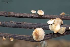 Attēlu rezultāti vaicājumam “Hymenoscyphus fraxineus”