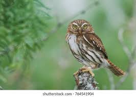 Attēlu rezultāti vaicājumam “Glaucidium passerinum adult”