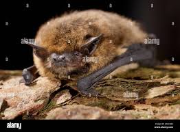Attēlu rezultāti vaicājumam “Pipistrellus pygmaeus”