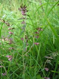 Attēlu rezultāti vaicājumam “Odontites vulgaris fruit”