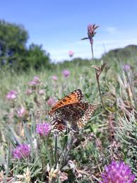 Attēlu rezultāti vaicājumam “Melitaea phoebe underside”