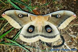 Attēlu rezultāti vaicājumam “Saturniidae”