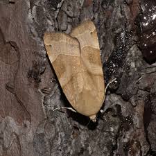 Attēlu rezultāti vaicājumam “Noctua fimbriata imago”