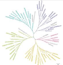 Attēlu rezultāti vaicājumam “Lycogala miserum young”