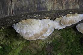 Attēlu rezultāti vaicājumam “Postia caesia”