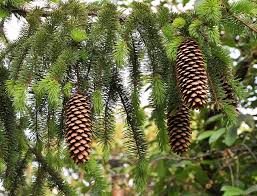 Attēlu rezultāti vaicājumam “Picea abies fruit”
