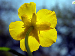 Attēlu rezultāti vaicājumam “Ranunculus cassubicus”