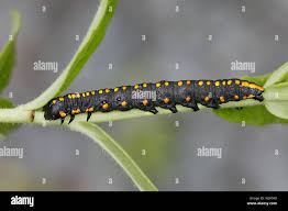 Attēlu rezultāti vaicājumam “Cucullia lucifuga larva”