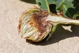 Attēlu rezultāti vaicājumam “Andricus foecundatrix”