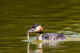 Attēlu rezultāti vaicājumam “Podiceps cristatus”