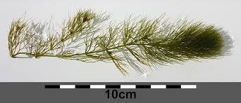 Attēlu rezultāti vaicājumam “Ceratophyllum submersum”