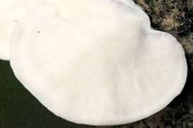 Attēlu rezultāti vaicājumam “Trametes suaveolens”