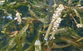 Attēlu rezultāti vaicājumam “Potamogeton perfoliatus flower”