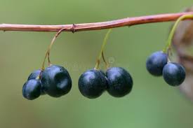 Attēlu rezultāti vaicājumam “Polygonatum multiflorum  fruit”