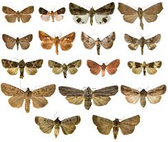 Attēlu rezultāti vaicājumam “Hypena rostralis”