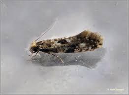 Attēlu rezultāti vaicājumam “Nemapogon cloacella”