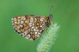 Attēlu rezultāti vaicājumam “Mellicta athalia”