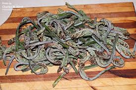 Attēlu rezultāti vaicājumam “Pteridium aquilinum”