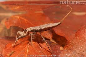 Attēlu rezultāti vaicājumam “Nepa cinerea”