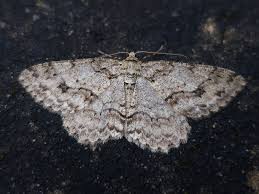 Attēlu rezultāti vaicājumam “Ectropis crepuscularia”