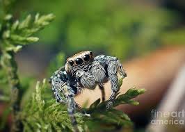 Attēlu rezultāti vaicājumam “Evarcha falcata”