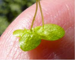 Attēlu rezultāti vaicājumam “Lemna gibba”