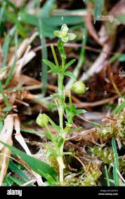 Attēlu rezultāti vaicājumam “Sagina procumbens flower”