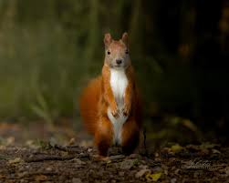 Attēlu rezultāti vaicājumam “Sciurus vulgaris”