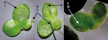 Attēlu rezultāti vaicājumam “Lemna minor”