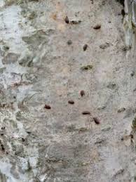 Attēlu rezultāti vaicājumam “Lepidosaphes ulmi”