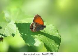 Attēlu rezultāti vaicājumam “Coenonympha arcania underside”