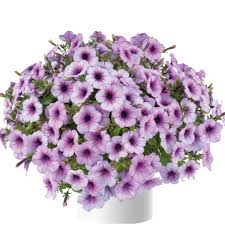 Image result for Petunia hybrida