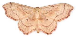 Attēlu rezultāti vaicājumam “Idaea emarginata”